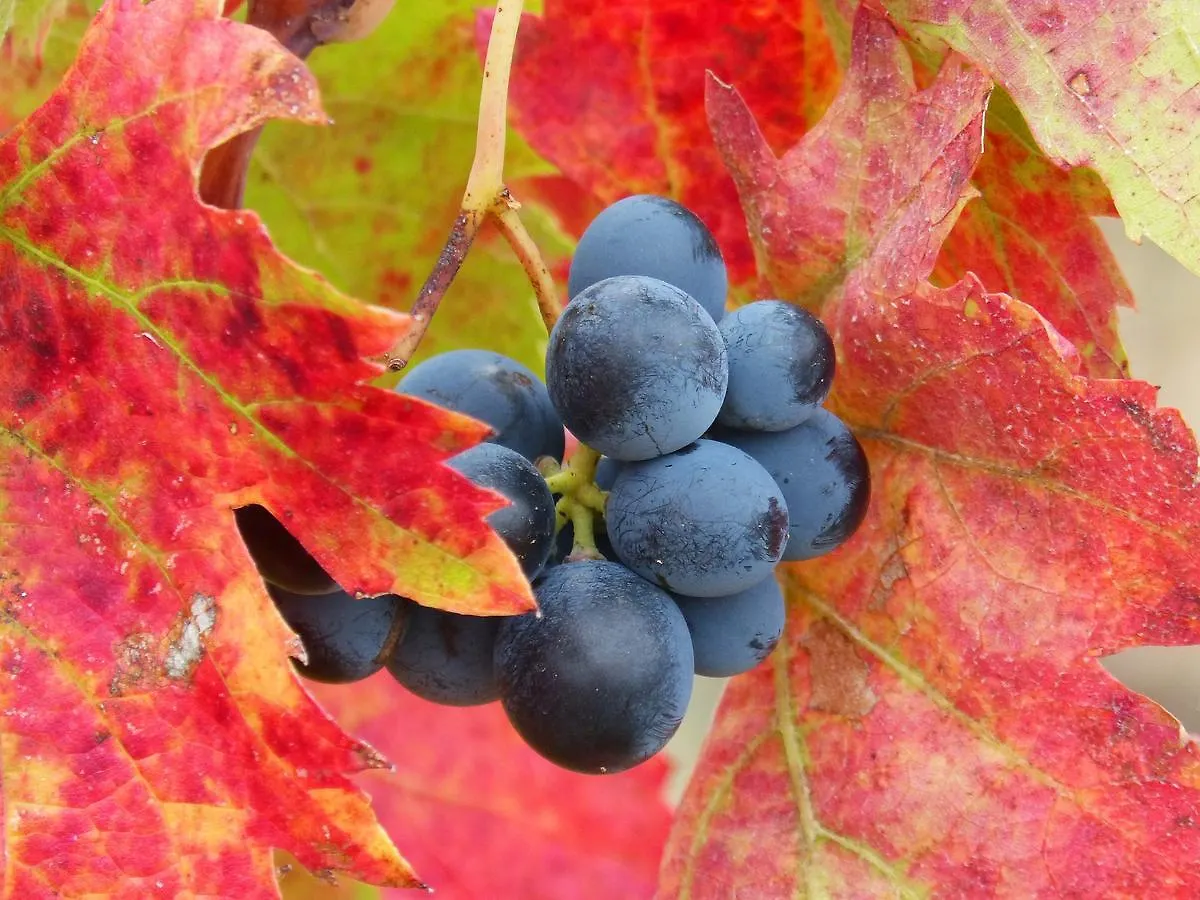 Agriturismo E Agricamping Le Nosare Valeggio sul Mincio Ιταλία